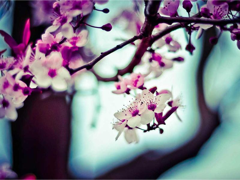 Giống dưa lưới Đà Lạt