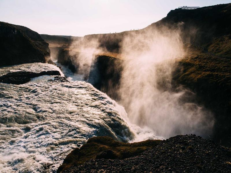 Hoa cẩm chướng tím Đà Lạt
